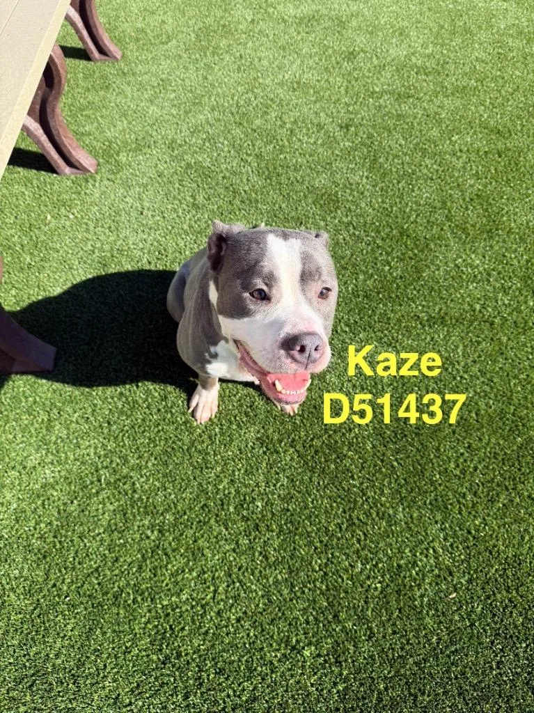 A young medium-sized male Pit Bull Terrier dog named Kaze for adoption in Clarksville, TN