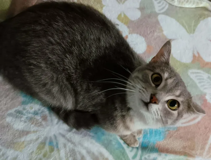 A young medium-sized female Tabby (Gray / Blue / Silver) Domestic Short Hair cat named Lily for adoption in Quincy, OH