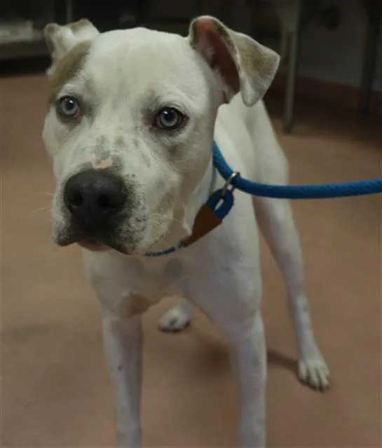 A young large-sized male Mixed Breed dog named Radish for adoption in Columbia, SC
