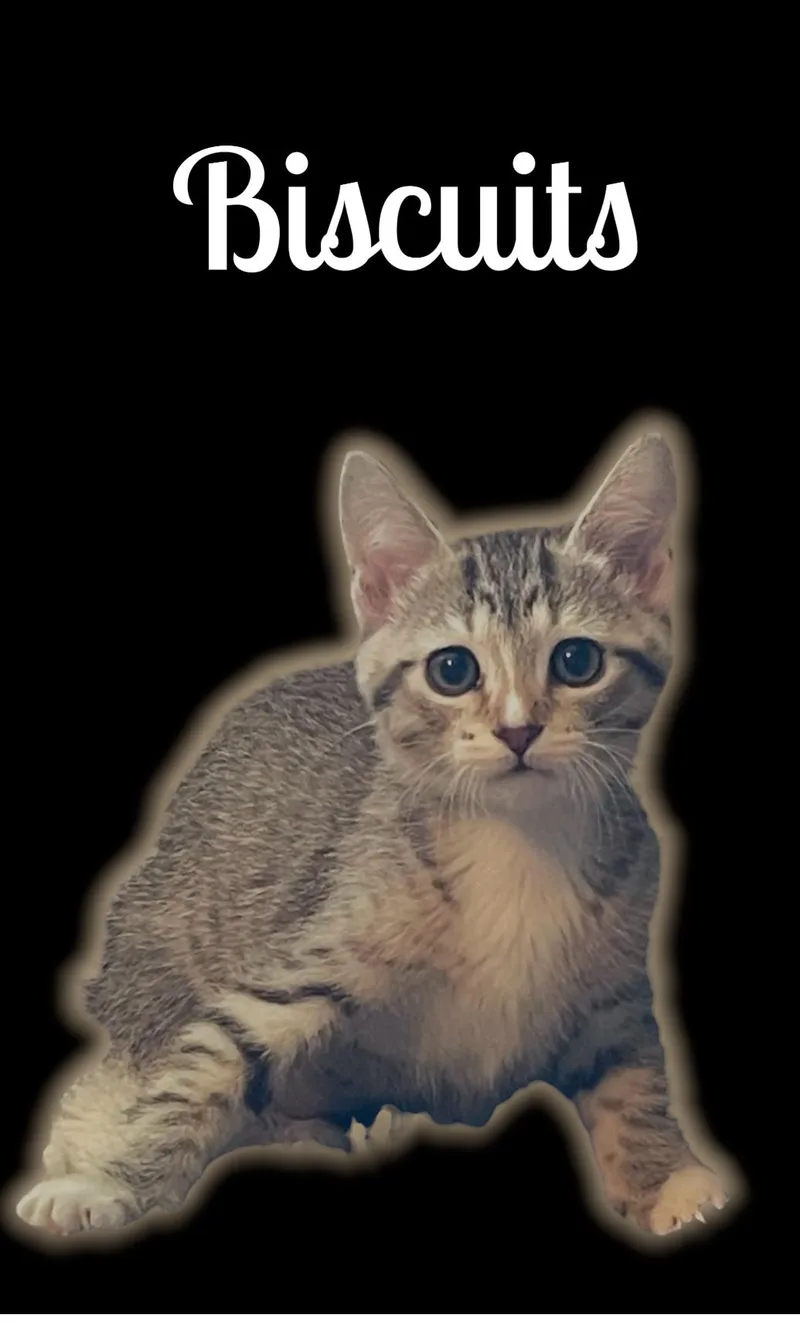A baby small-sized female Tabby (Brown / Chocolate) Domestic Short Hair cat named Biscuits for adoption in Auburn, CA