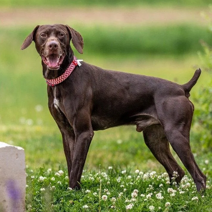 A young medium-sized male German Shorthaired Pointer dog named Flannery Coming Soon! for adoption in Omaha, NE