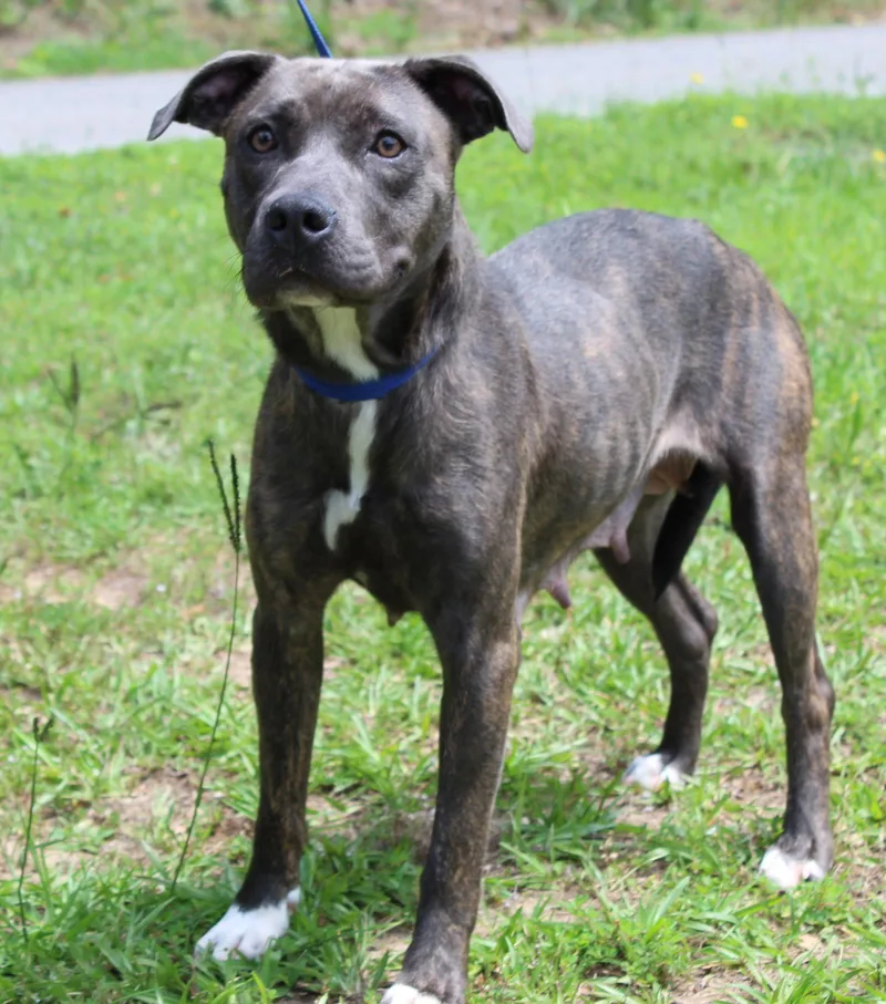 An adult medium-sized female Pit Bull Terrier dog named June for adoption in Prattville, AL