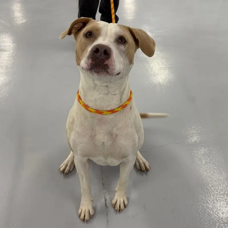 An adult large-sized male Yellow / Tan / Blond / Fawn Mixed Breed dog named Cree for adoption in Spokane, WA