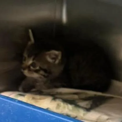 A baby small-sized male Domestic Short Hair cat named Ceasar for adoption in Shinnston, WV