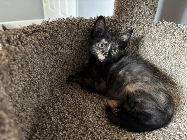 A baby small-sized female Domestic Short Hair cat named Trixie for adoption in Charlotte, NC