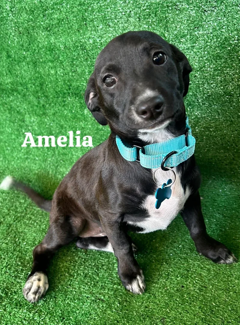 A young small-sized female Black Mixed Breed dog named Amelia for adoption in San Ysidro, CA