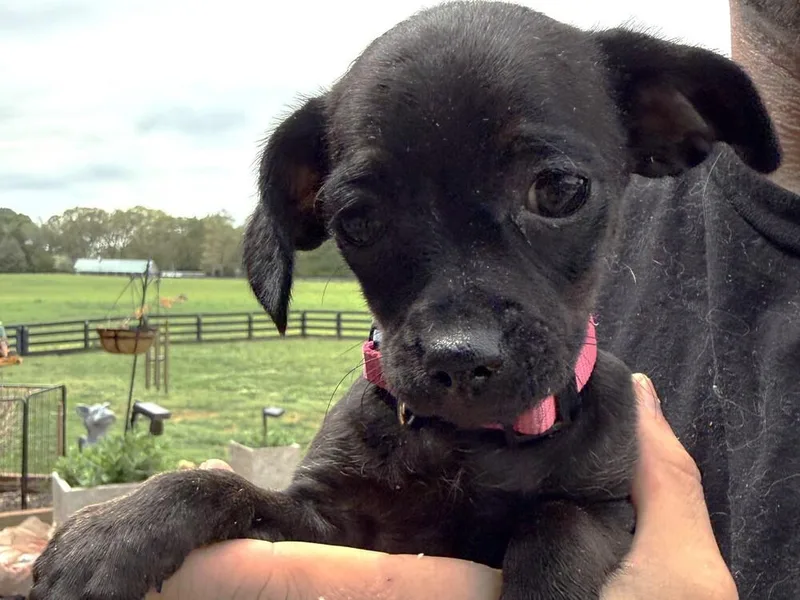 A baby small-sized female Black Chihuahua dog named Blossom for adoption in Hartwell, GA