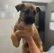 A baby medium-sized male Mixed Breed dog named Cody for adoption in West Chester, PA