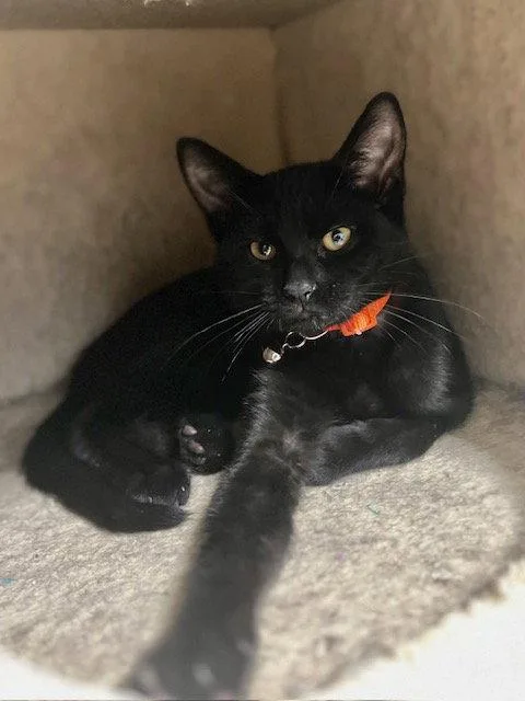 A young small-sized female Black Domestic Short Hair cat named Saki for adoption in Webster, WI