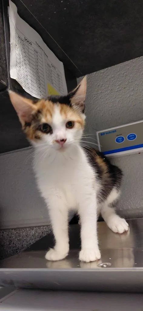 A baby small-sized female Domestic Short Hair cat named Rene for adoption in Henderson, NC