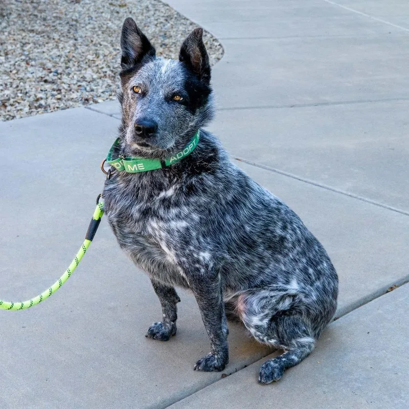 An adult medium-sized male Black Australian Cattle Dog / Blue Heeler dog named Morgan for adoption in Albuquerque, NM