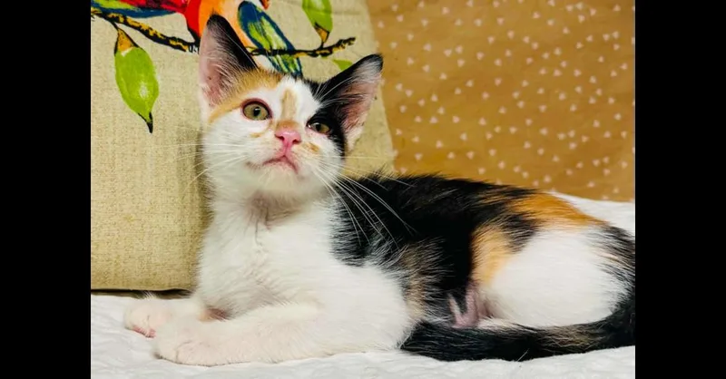 Purrlogue thumbnail 2