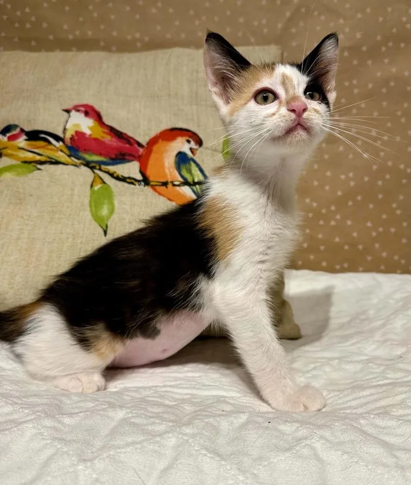 Purrlogue thumbnail 3