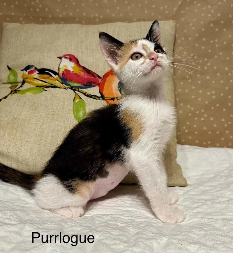 Purrlogue thumbnail 5