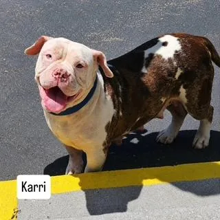 A young medium-sized female Tricolor (Brown, Black, & White) English Bulldog dog named Karri for adoption in Miami, FL