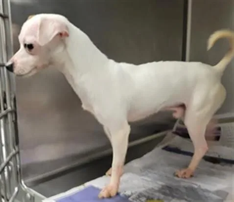 An adult small-sized male Chihuahua dog named Blanco for adoption in Van Nuys, CA