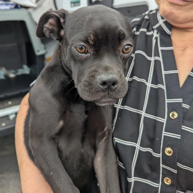 A young medium-sized female Boxer dog named Lisa for adoption in Bellflower, CA