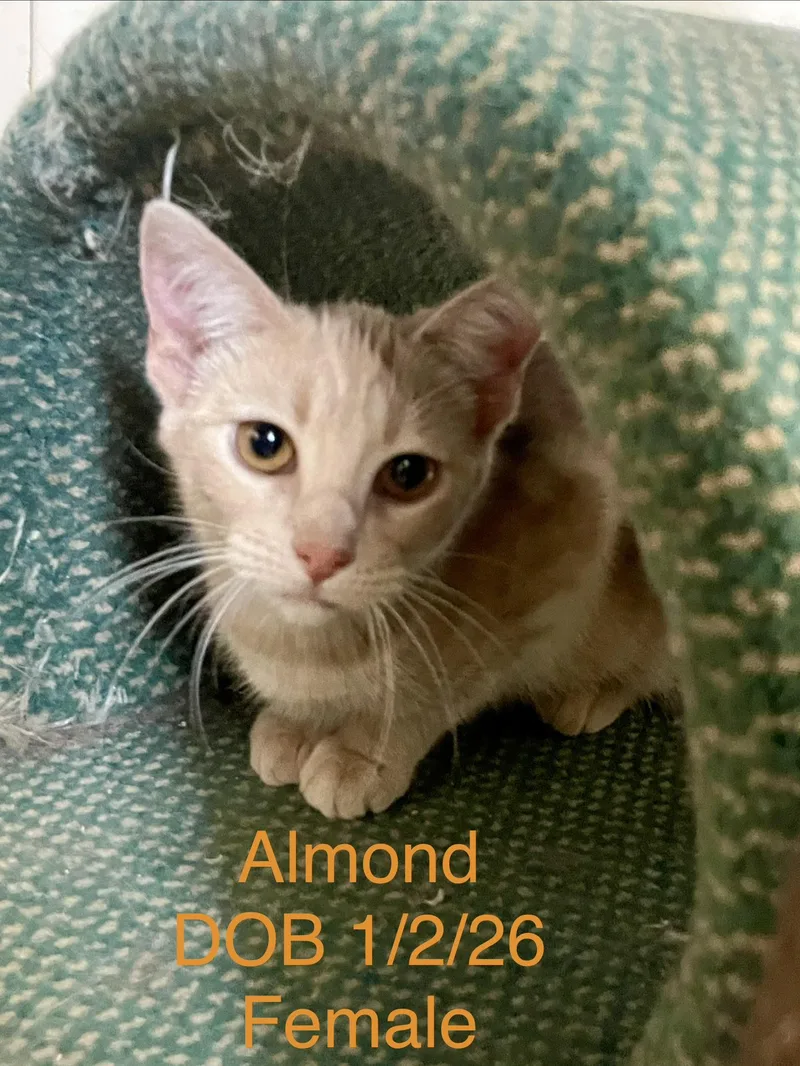 A baby medium-sized female Buff / Tan / Fawn Domestic Short Hair cat named Butter And Almond for adoption in Lacon, IL