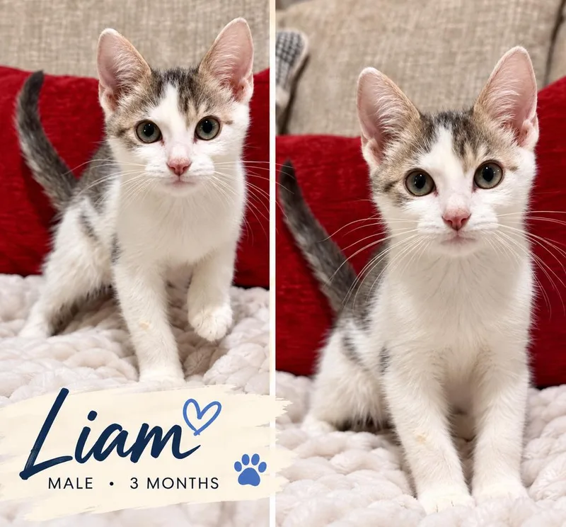 A baby small-sized male Gray & White Tabby cat named Liam for adoption in Fern Park, FL