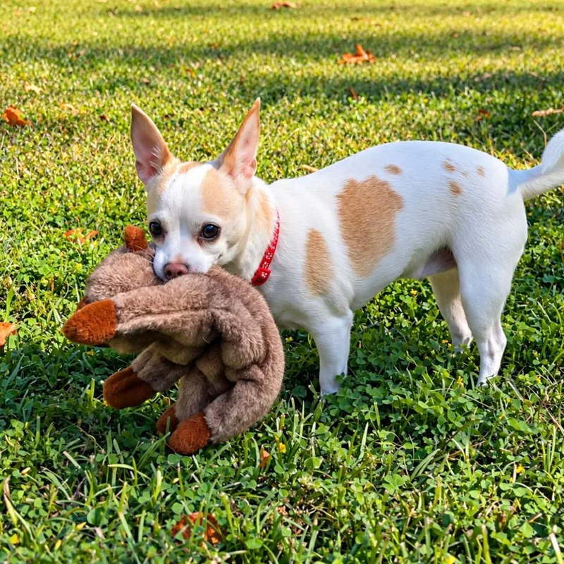 A senior small-sized female White / Cream Chihuahua dog named Tricia for adoption in Wake Forest, NC