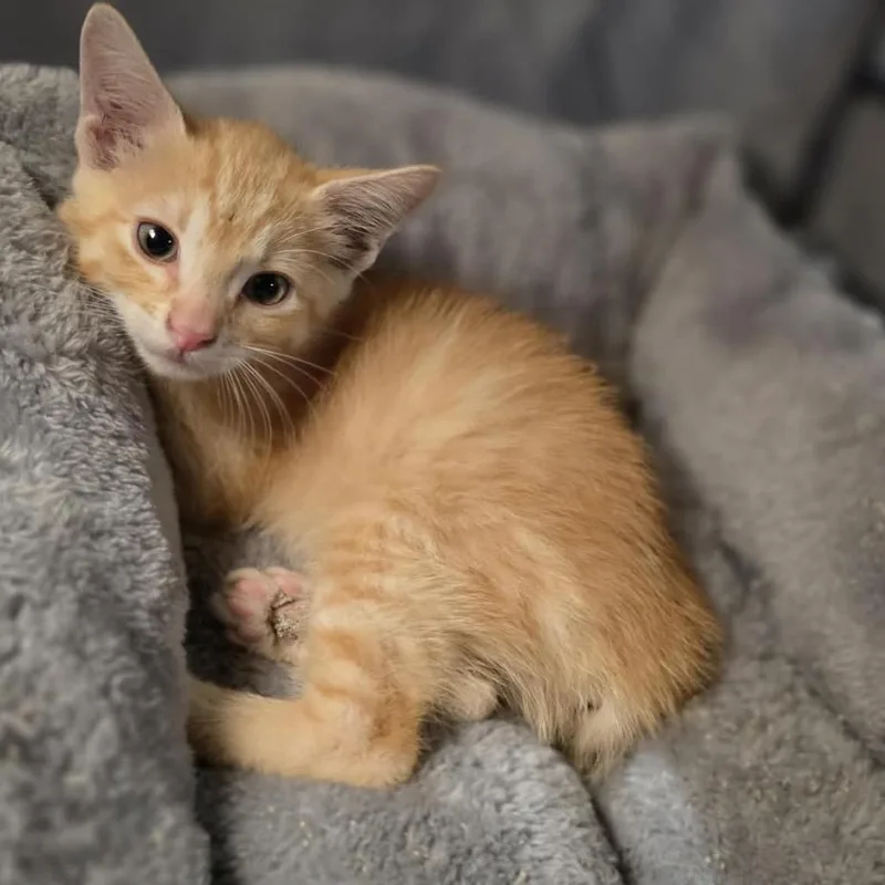 A baby small-sized male Domestic Short Hair cat named Ranger for adoption in Kansas City, MO