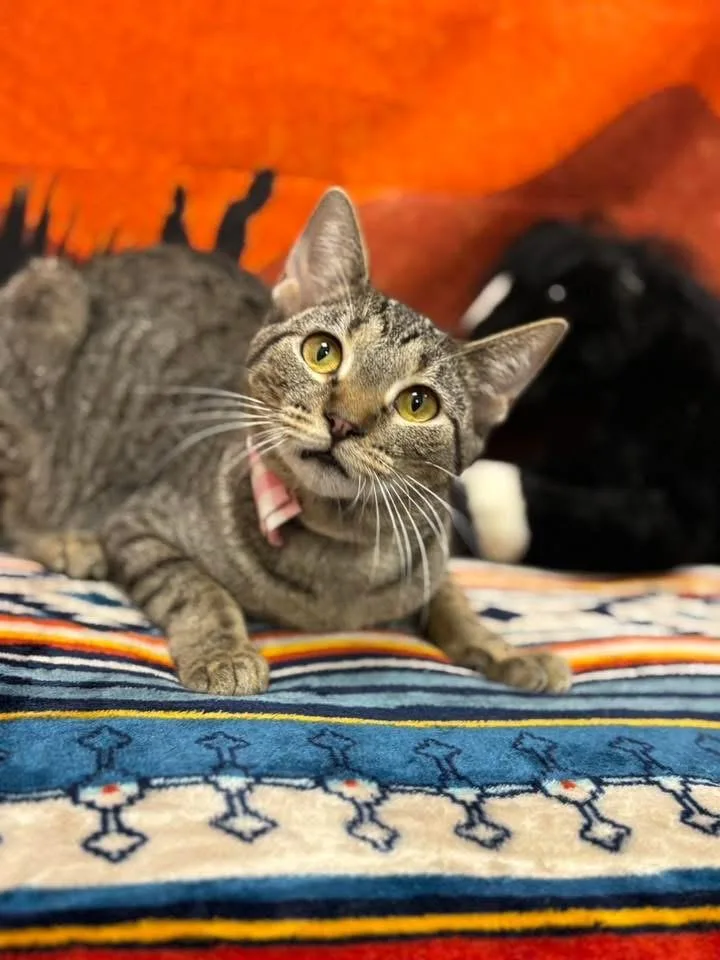 An adult medium-sized female Tabby (Brown / Chocolate) Domestic Short Hair cat named Naomi for adoption in Effingham, IL
