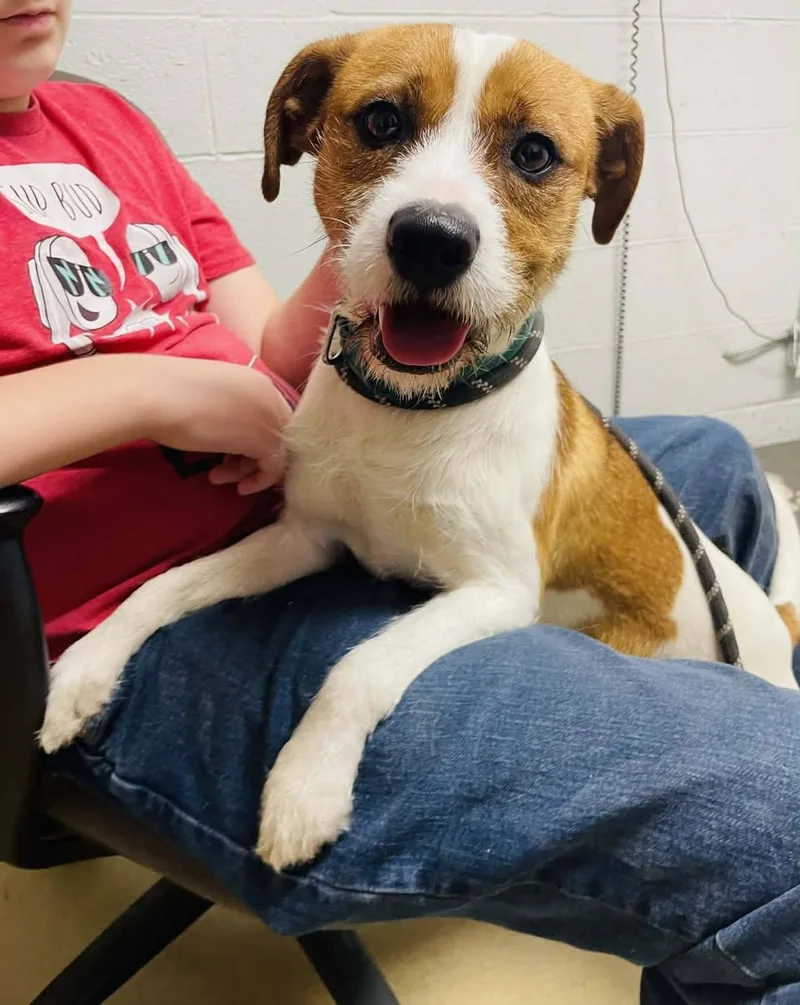 A young small-sized male Jack Russell Terrier dog named Winston for adoption in Waverly, TN