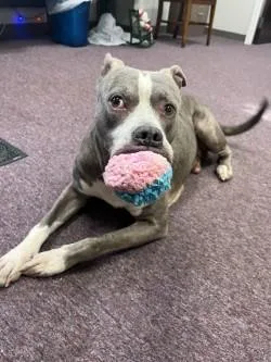 An adult medium-sized male Gray / Blue / Silver Pit Bull Terrier dog named Gimli for adoption in Woodbine, GA