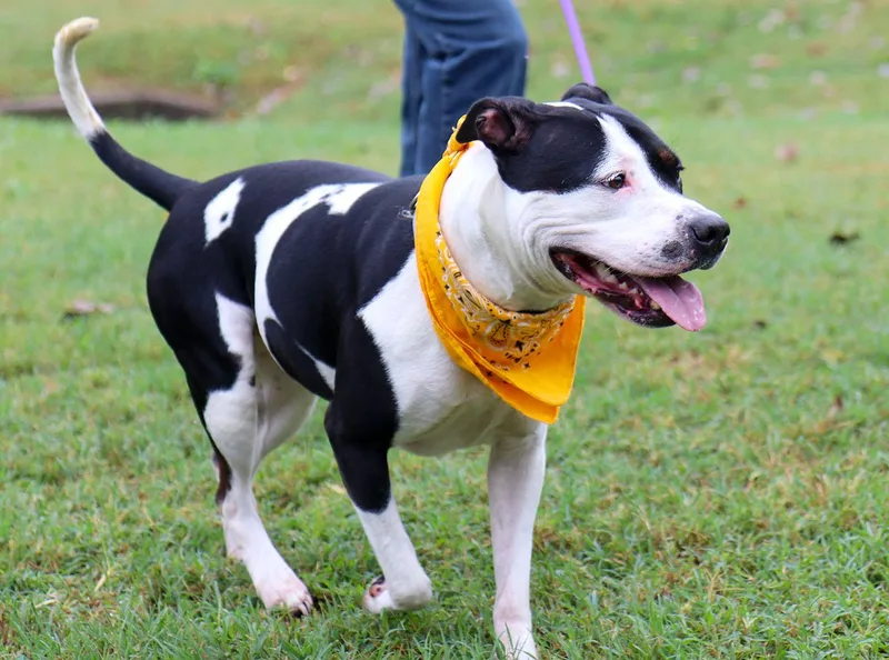 An adult medium-sized female American Bulldog dog named Roxann for adoption in Kansas City, KS