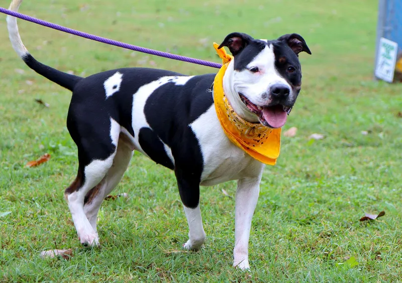 Roxann thumbnail 3