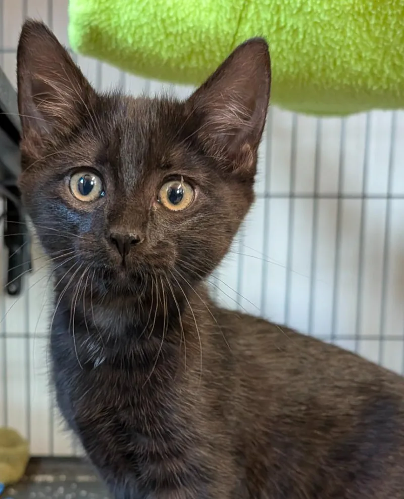 A baby medium-sized female Domestic Short Hair cat named Rita May for adoption in Shelton, WA
