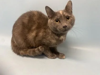 An adult small-sized female Domestic Short Hair cat named Cream Puff for adoption in Coon Rapids, MN