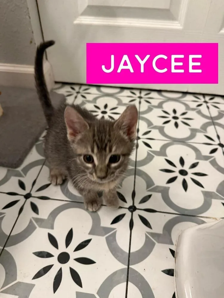 A baby small-sized female Domestic Short Hair cat named Jaycee for adoption in Orlando, FL