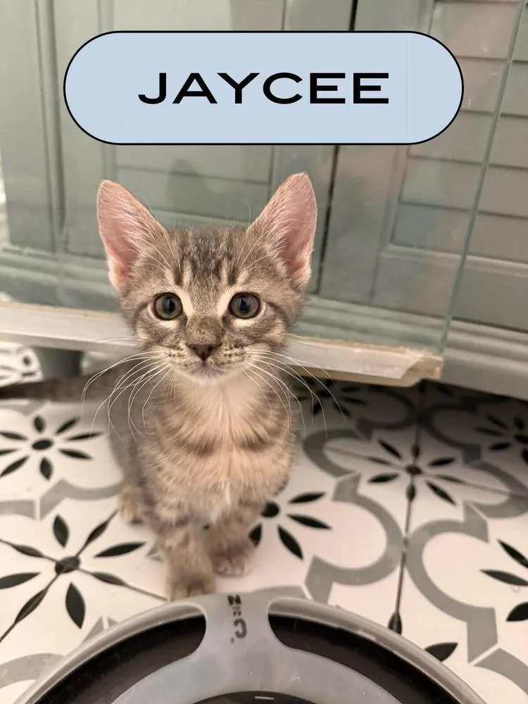 Jaycee thumbnail 2