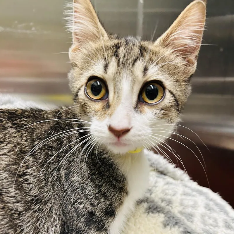 An adult large-sized male Brown / Chocolate Domestic Short Hair cat named Scotty for adoption in Gainesville, GA