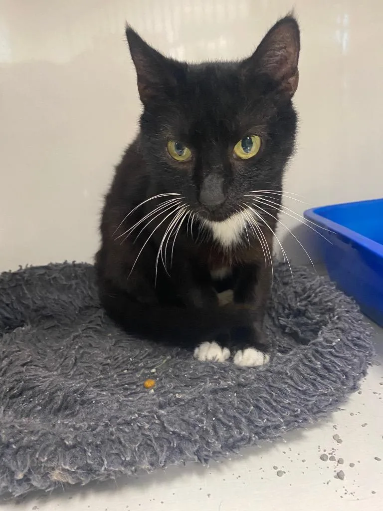 An adult small-sized female Domestic Short Hair cat named Apple for adoption in Corpus Christi, TX