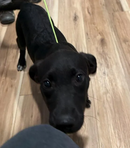 A young medium-sized female Black Labrador Retriever dog named Lucilla for adoption in Reeds Spring, MO