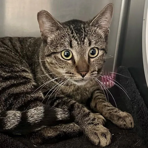 A young medium-sized male Domestic Short Hair cat named Cuba Libre for adoption in Walnut Creek, CA