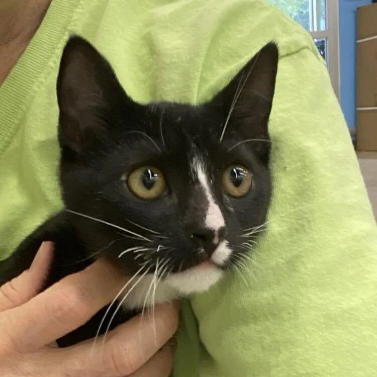 A baby small-sized male Black Domestic Short Hair cat named Matthew for adoption in Tallahassee, FL