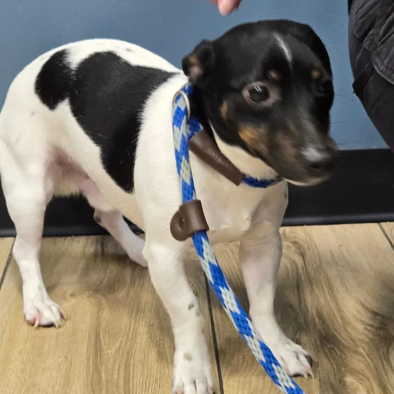 A young small-sized male White / Cream Jack Russell Terrier dog named Izzy for adoption in Newark, NJ