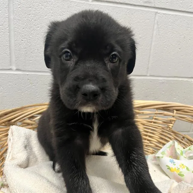 A baby small-sized female Australian Kelpie dog named Zinaya for adoption in Rosenberg, TX
