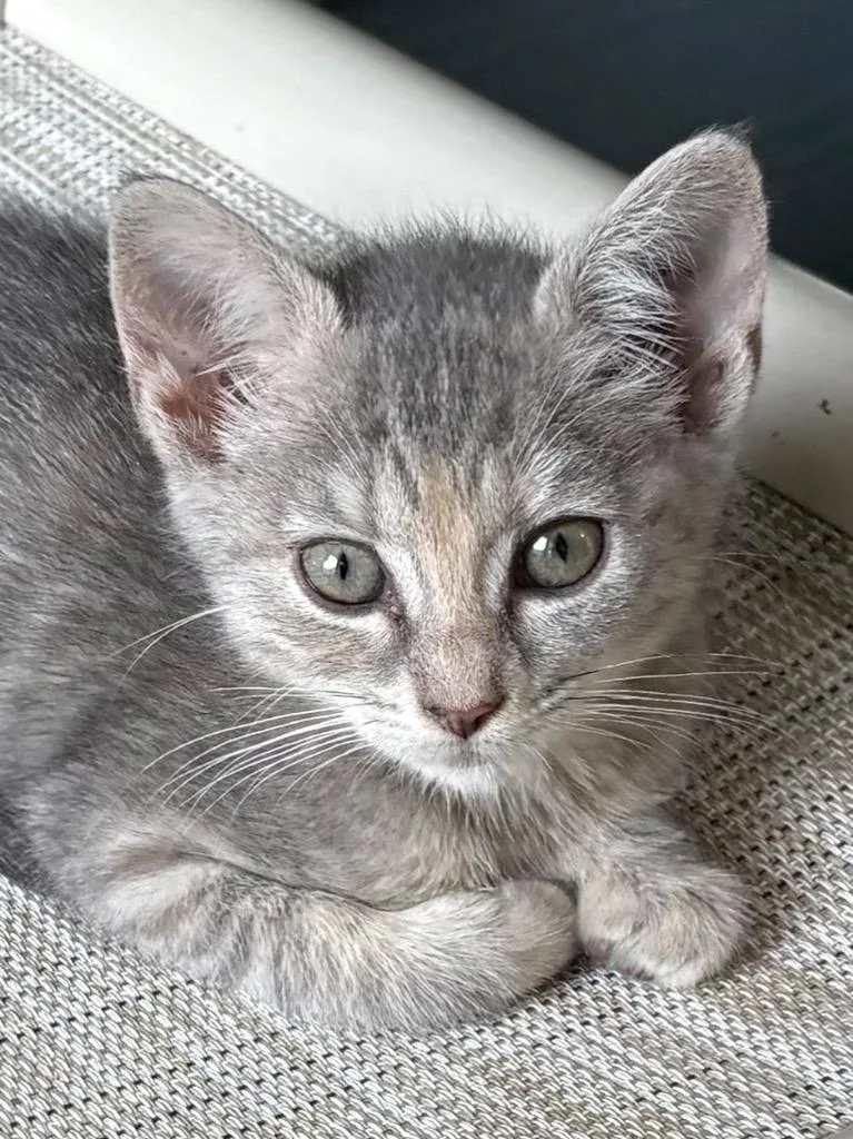 A baby medium-sized female Domestic Short Hair cat named Kashyyyk for adoption in Raleigh, NC