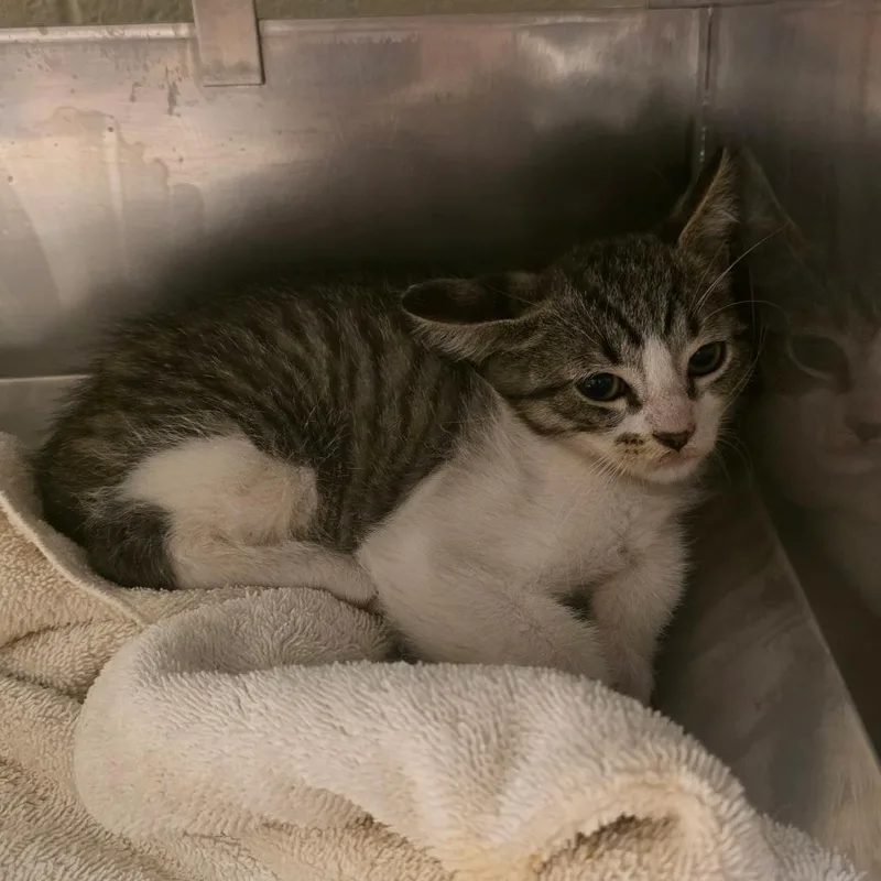 A baby small-sized male Brown / Chocolate Domestic Short Hair cat named Barbados for adoption in Bristol, IN