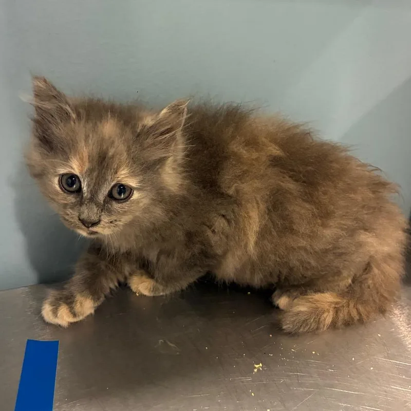 A baby small-sized male Gray / Blue / Silver Domestic Medium Hair cat named Blakely for adoption in Chattanooga, TN