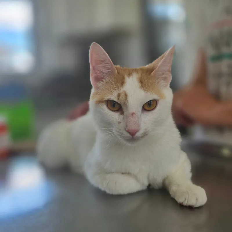 A young medium-sized male White Domestic Short Hair cat named Cricket for adoption in Chapel Hill, NC
