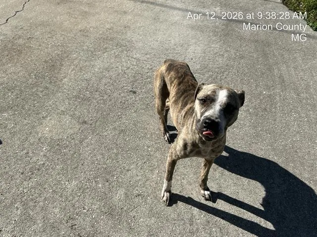 An adult large-sized female Pit Bull Terrier dog named Sorcha for adoption in Ocala, FL