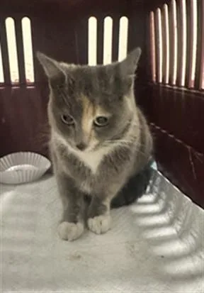 A young medium-sized female Domestic Short Hair cat named Grey Goose for adoption in Derwood, MD