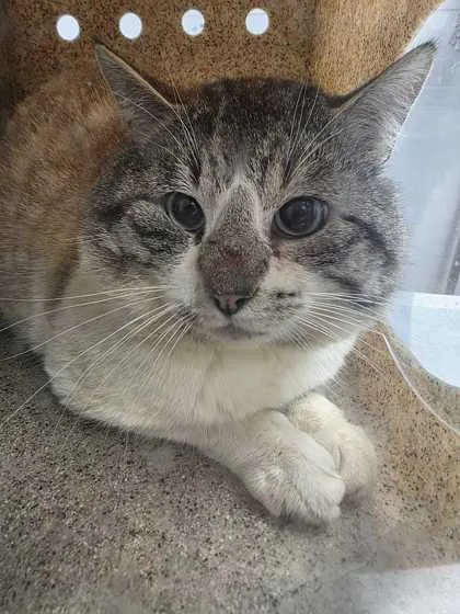 An adult large-sized male Domestic Short Hair cat named Fitz for adoption in Sevierville, TN