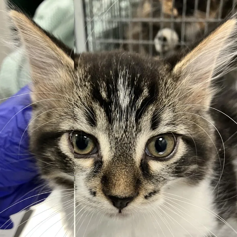 A baby small-sized male Brown / Chocolate Domestic Long Hair cat named 111835 for adoption in Las Cruces, NM