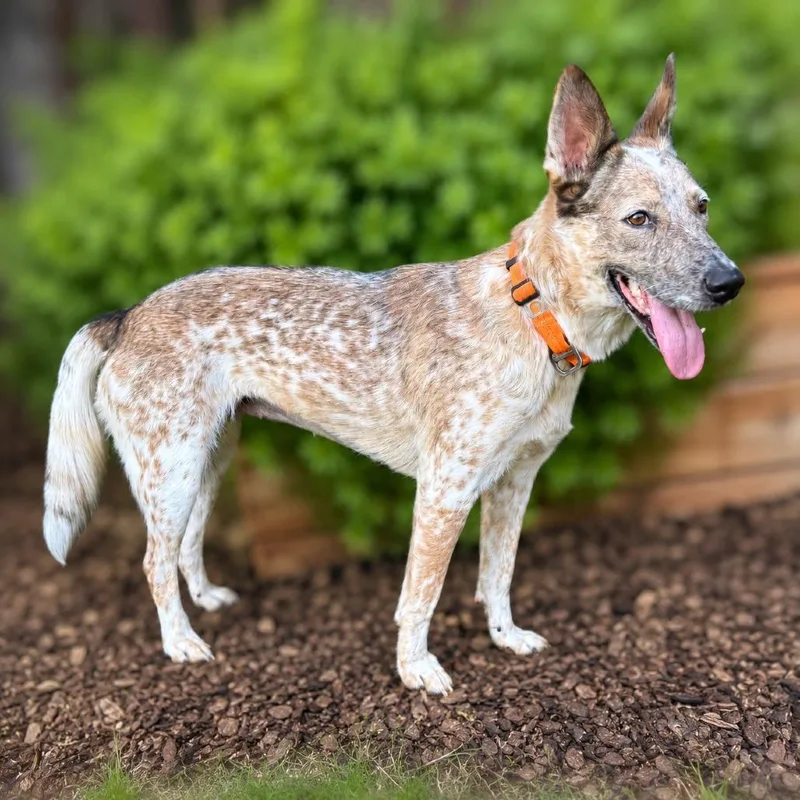 A young medium-sized female White / Cream Cattle Dog dog named Confetti for adoption in Boerne, TX